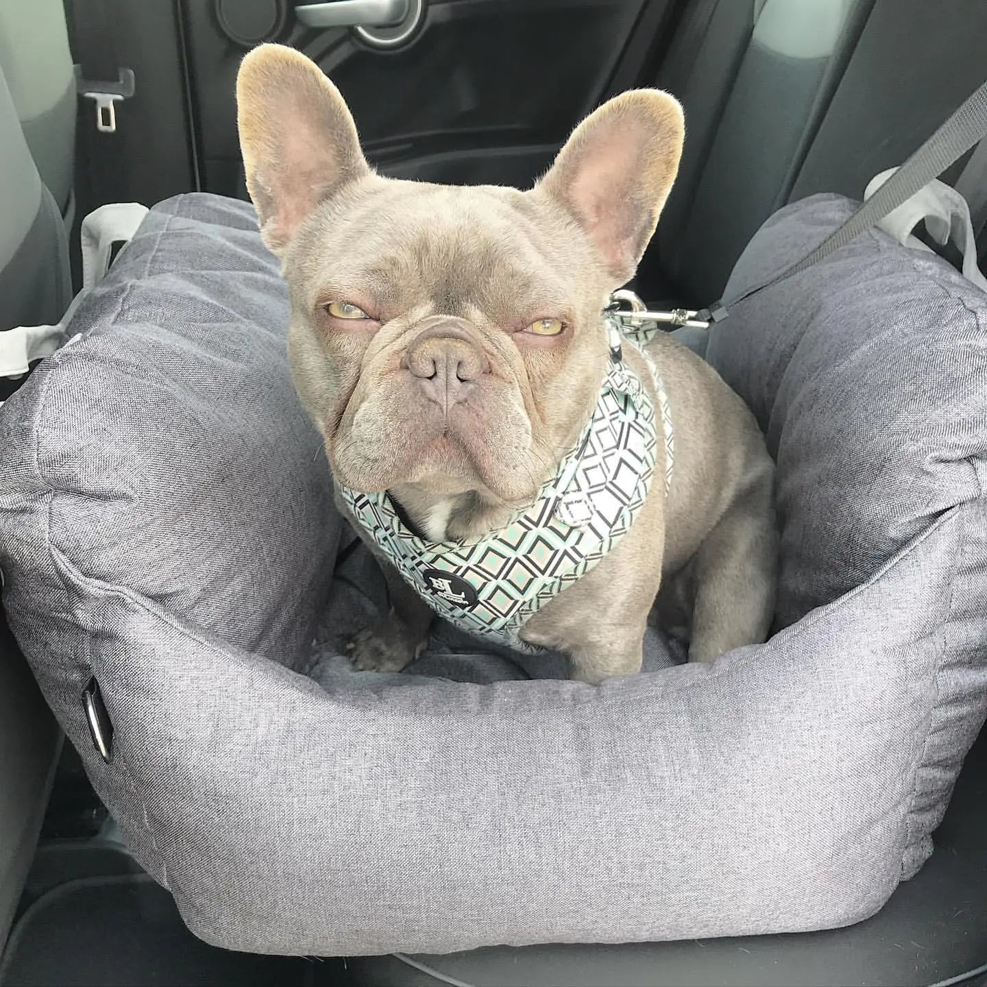 Pet+ presents Premium Travel Bed | Pet Accessories | Pet Supplies | Pet Travel