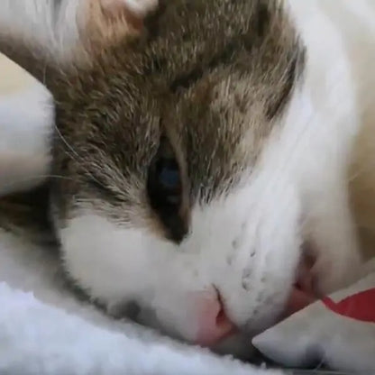 Pet+ presents Massager | Pet Well-being | Pet Accessories | Pet Supplies