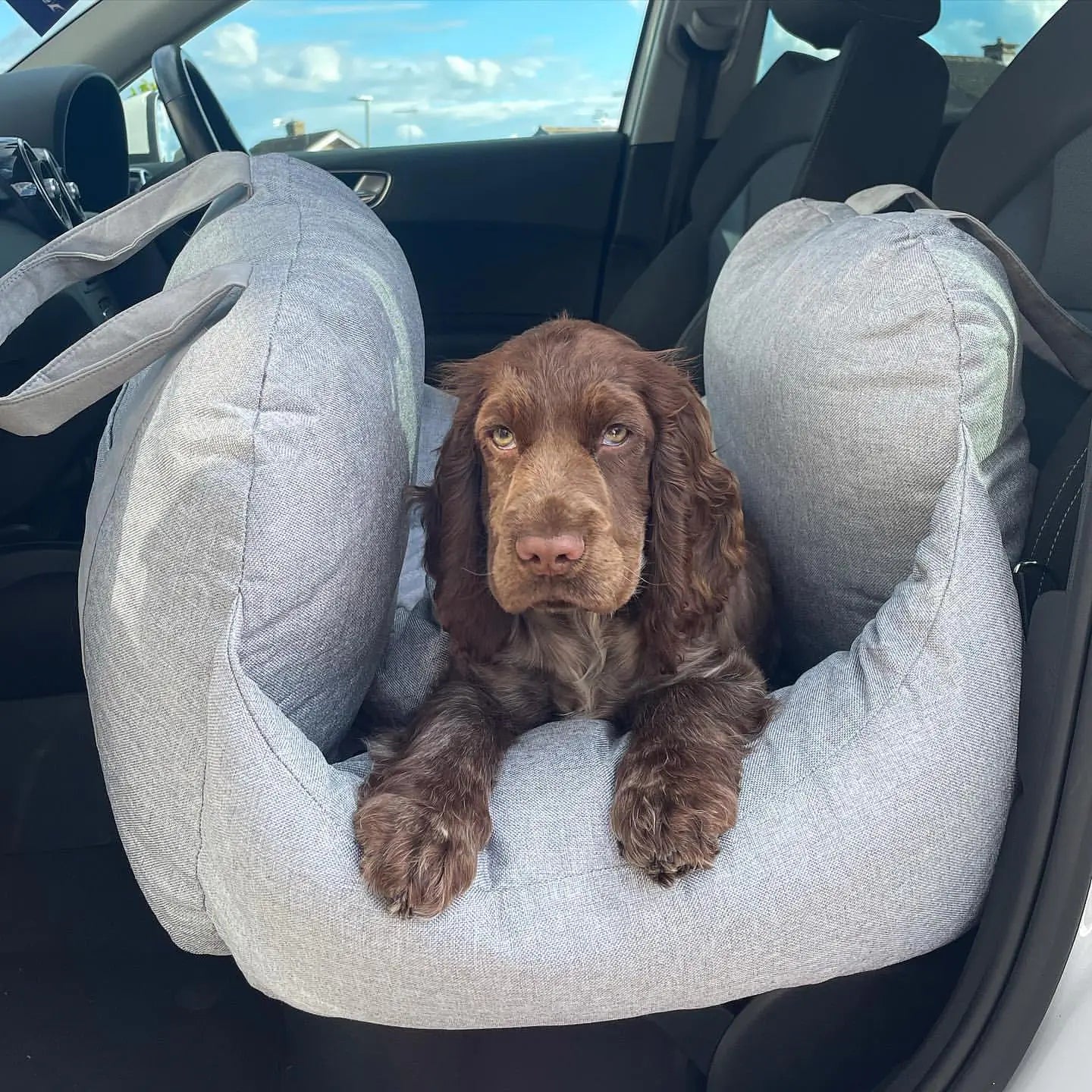 Pet+ presents Premium Travel Bed | Pet Accessories | Pet Supplies | Pet Travel