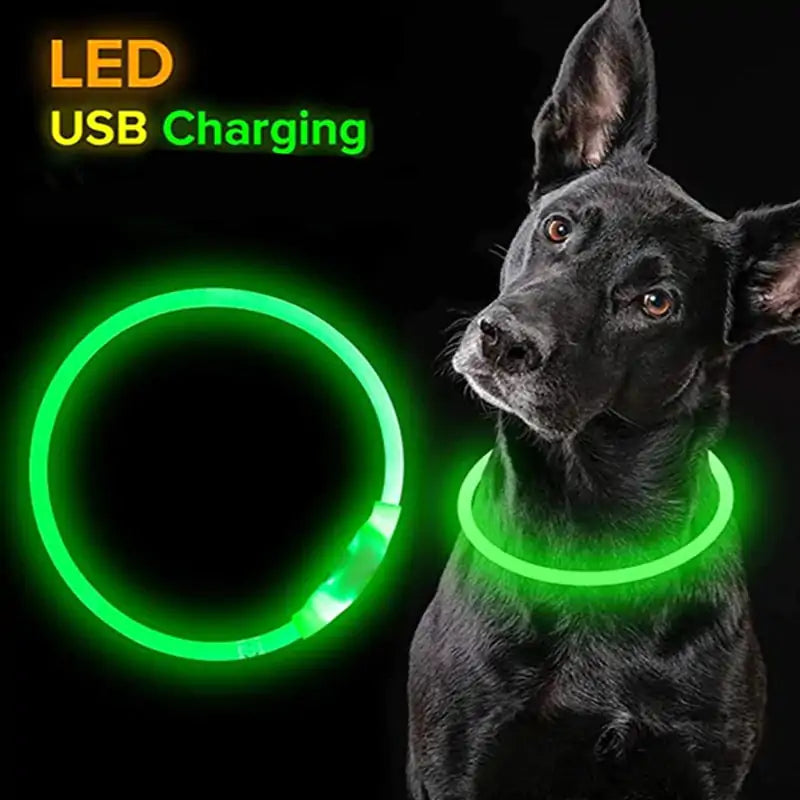 Pet+ presents LED Dog Collars | Pet Accessories | Waterproof Dog Collar