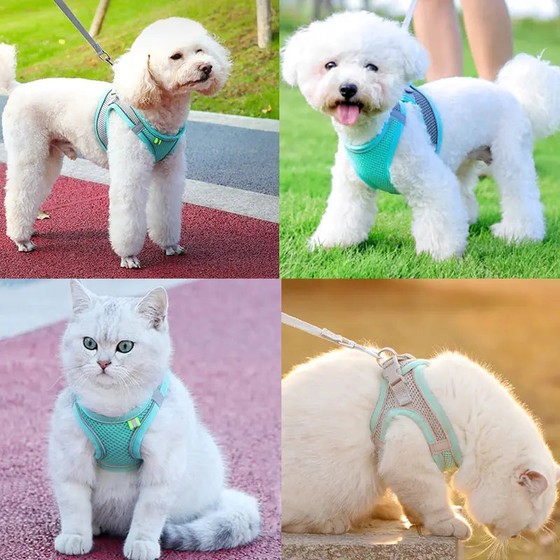 Pet+ presents Escape Proof Small Pet Harness Leash Set | Pet Leash | Small Dog Leash | Cat Leash | Pet Accessories